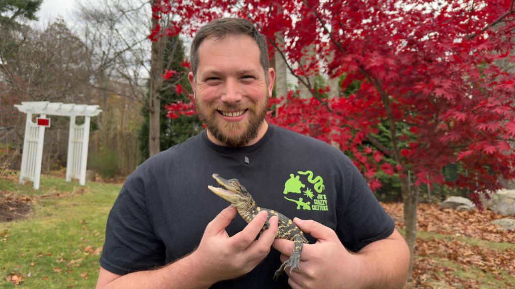 Small alligator rescued in Boston after slithering into the city’s heart on social media Small alligator rescued in Boston after slithering into the city’s heart on social media