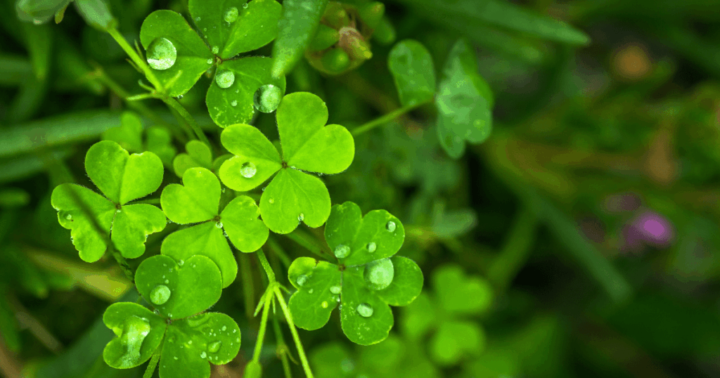 NJIB's Guide to New Jersey Events March 13