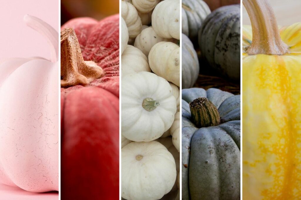 7 Pumpkin Color Meanings You Should Know Before Halloween 7 Pumpkin Color Meanings You Should Know Before Halloween