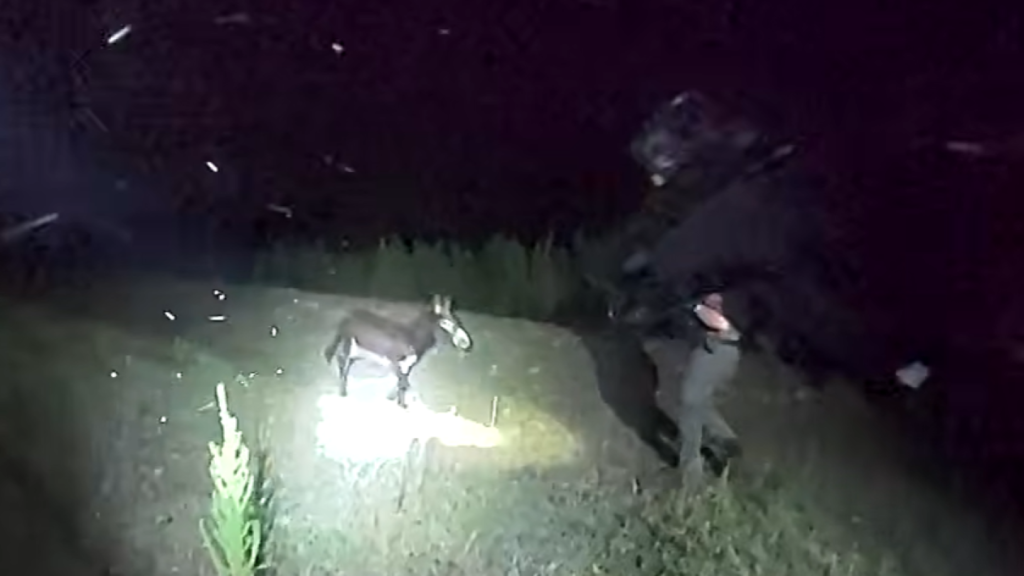 Bodycam video in fatal shooting of HeeHaw the donkey by Cedartown Police officer Bodycam video in fatal shooting of HeeHaw the donkey by Cedartown Police officer