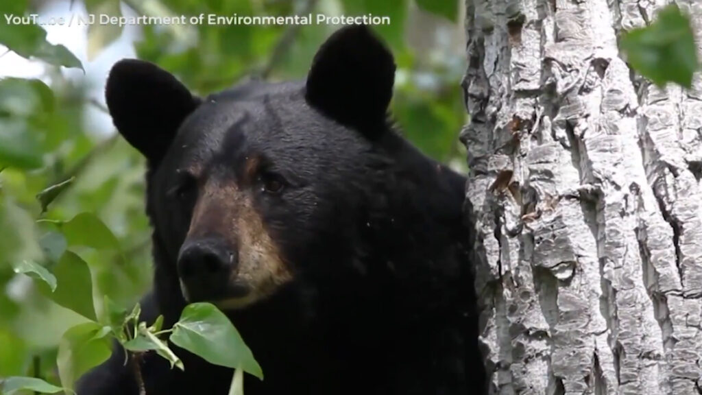 By the numbers: Black bear hunting season underway By the numbers: Black bear hunting season underway